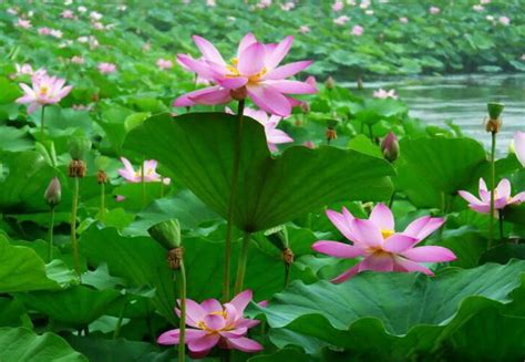 家裡可以種蓮花嗎|蓮花的種植